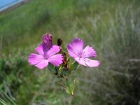 Dianthus freynii